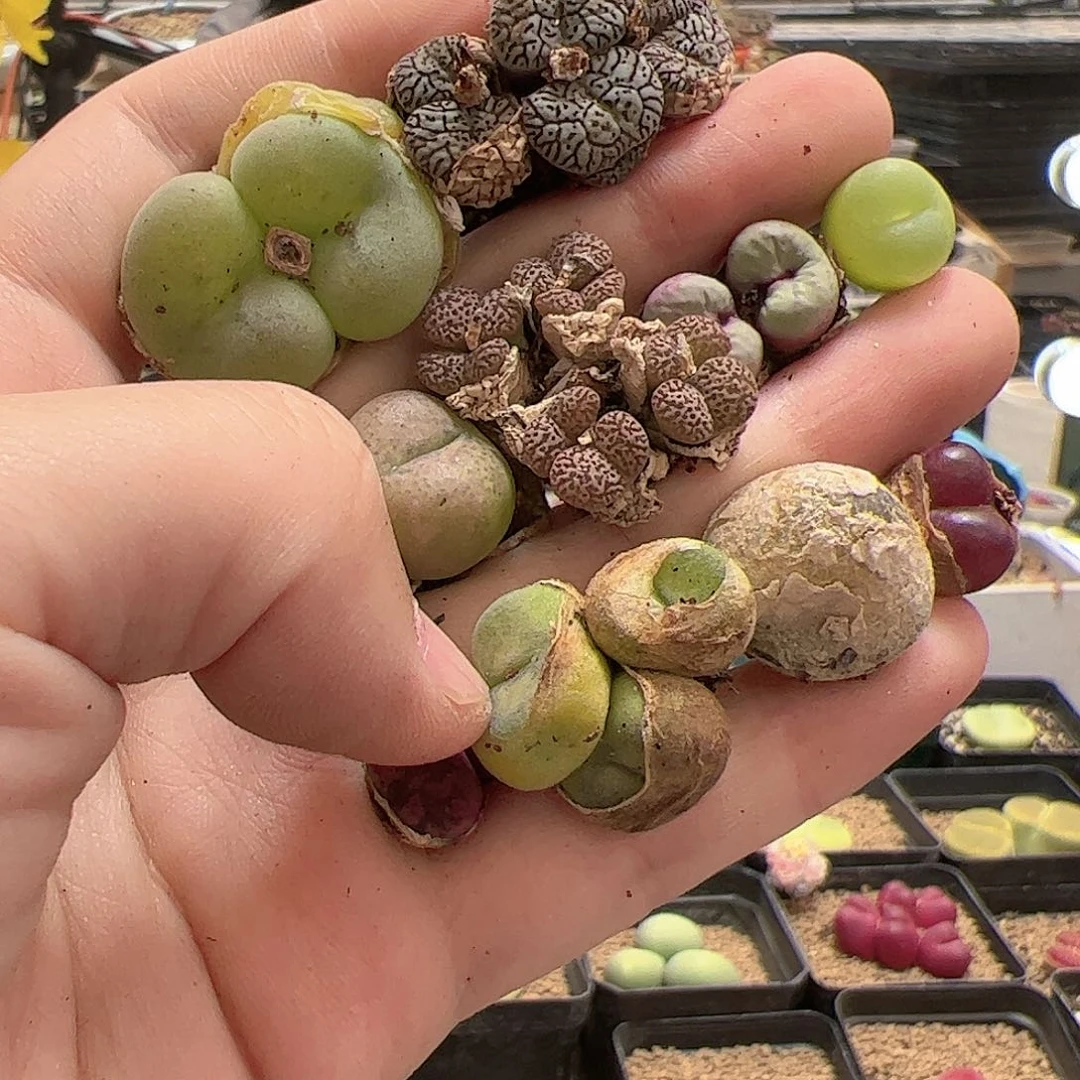 【闪购商品】216 开播福利