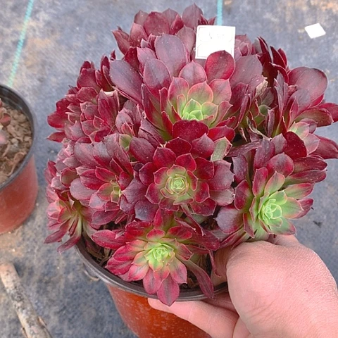 530安娜锦多肉植物