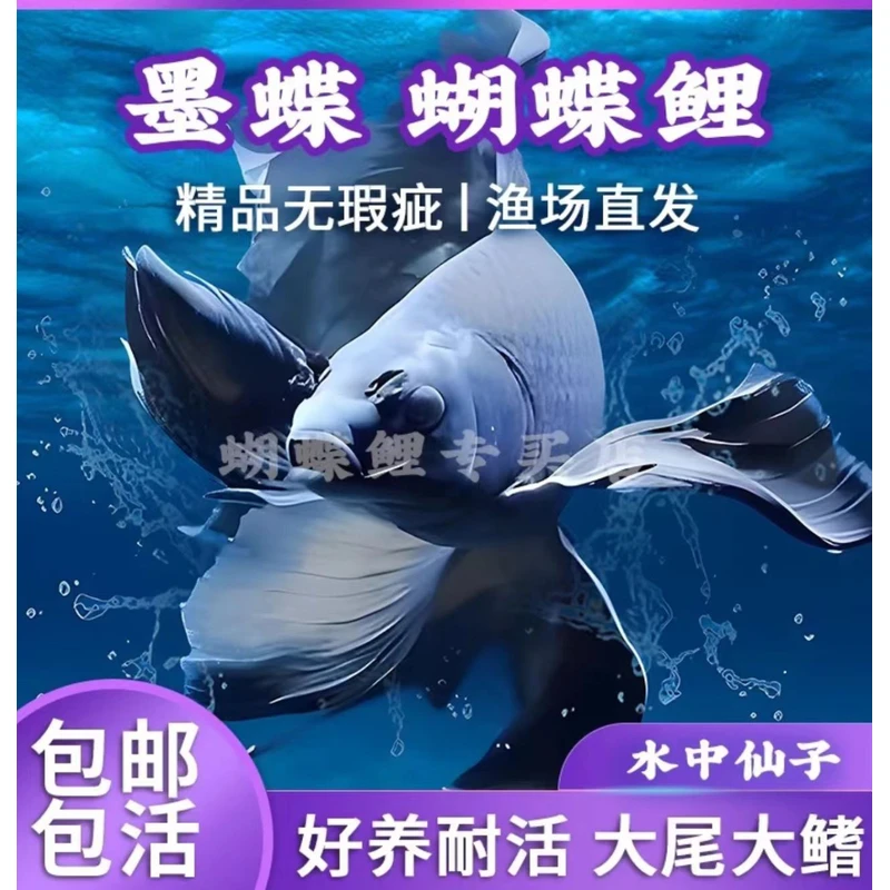 【黑色墨蝶】11-18cm黑色蝴蝶鲤鱼发货好养饲养混养顺丰包邮