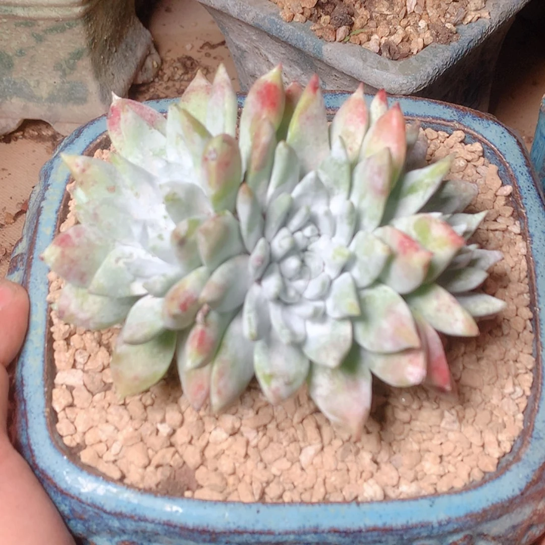 2532牡丹苹果叶缀化仙女杯