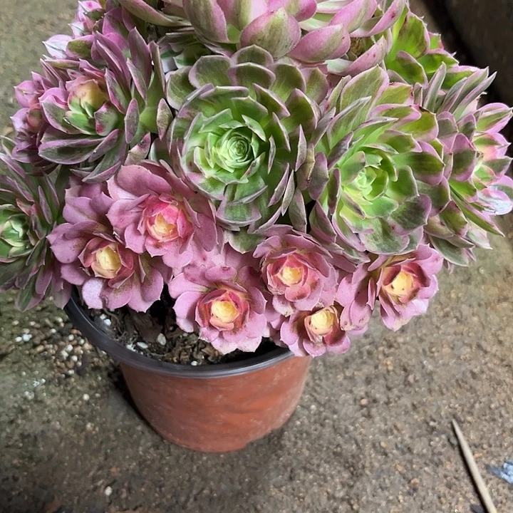多肉植物粉体海王锦…………