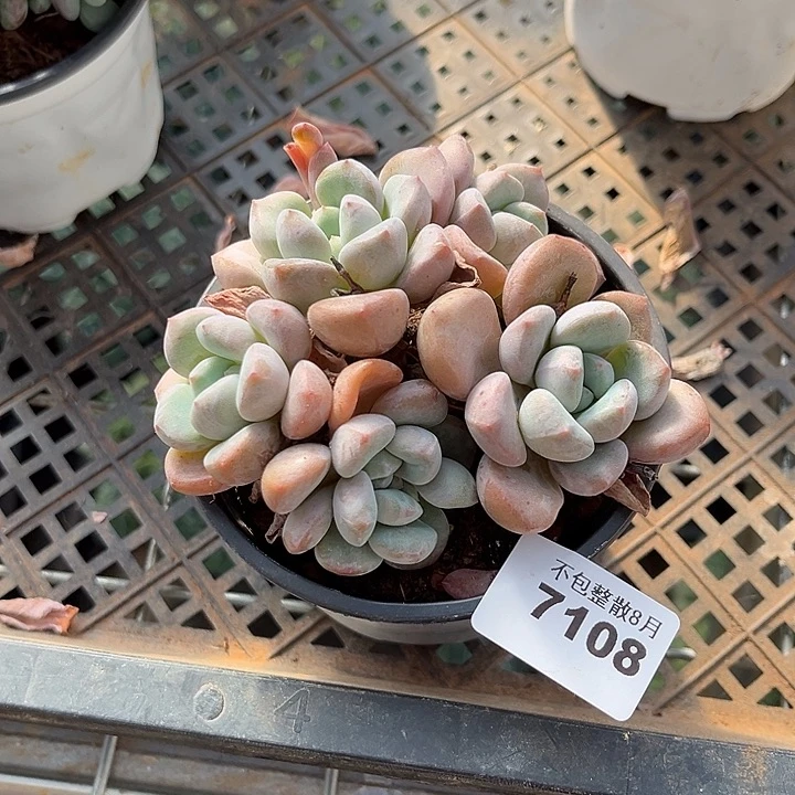 十***匕阿雅园艺。       7108白鹭