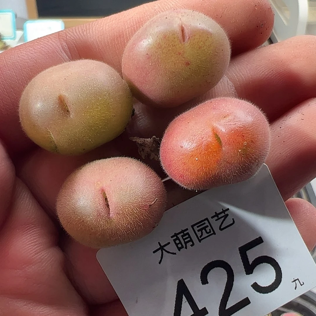 0000425 一物一拍……