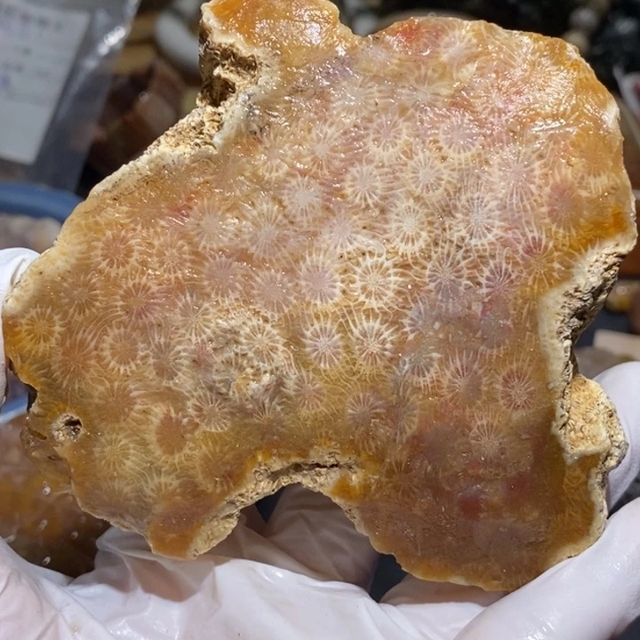 【闪购商品】未镶嵌珊瑚玉硅化玉