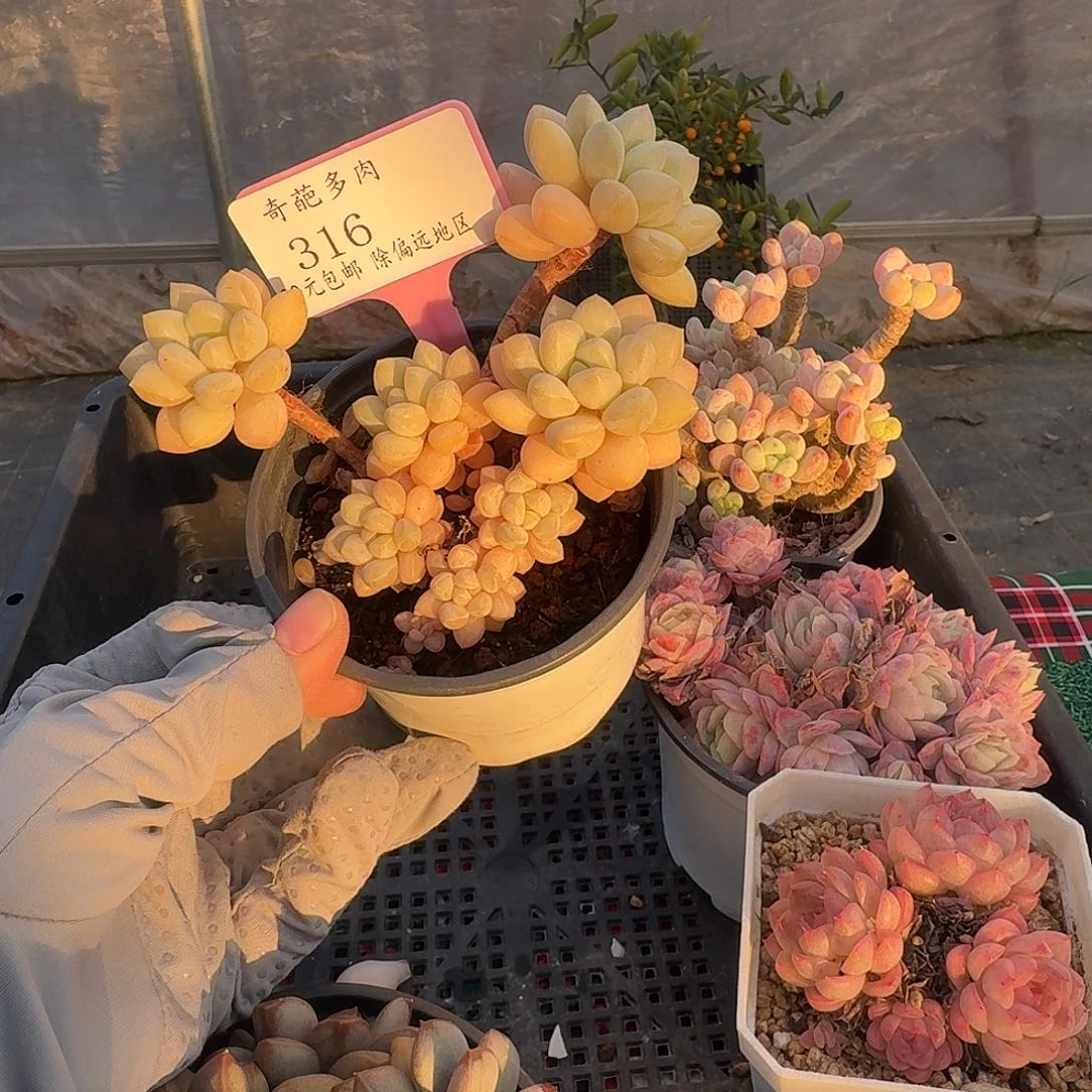 316 脱土 一物一拍 不包整