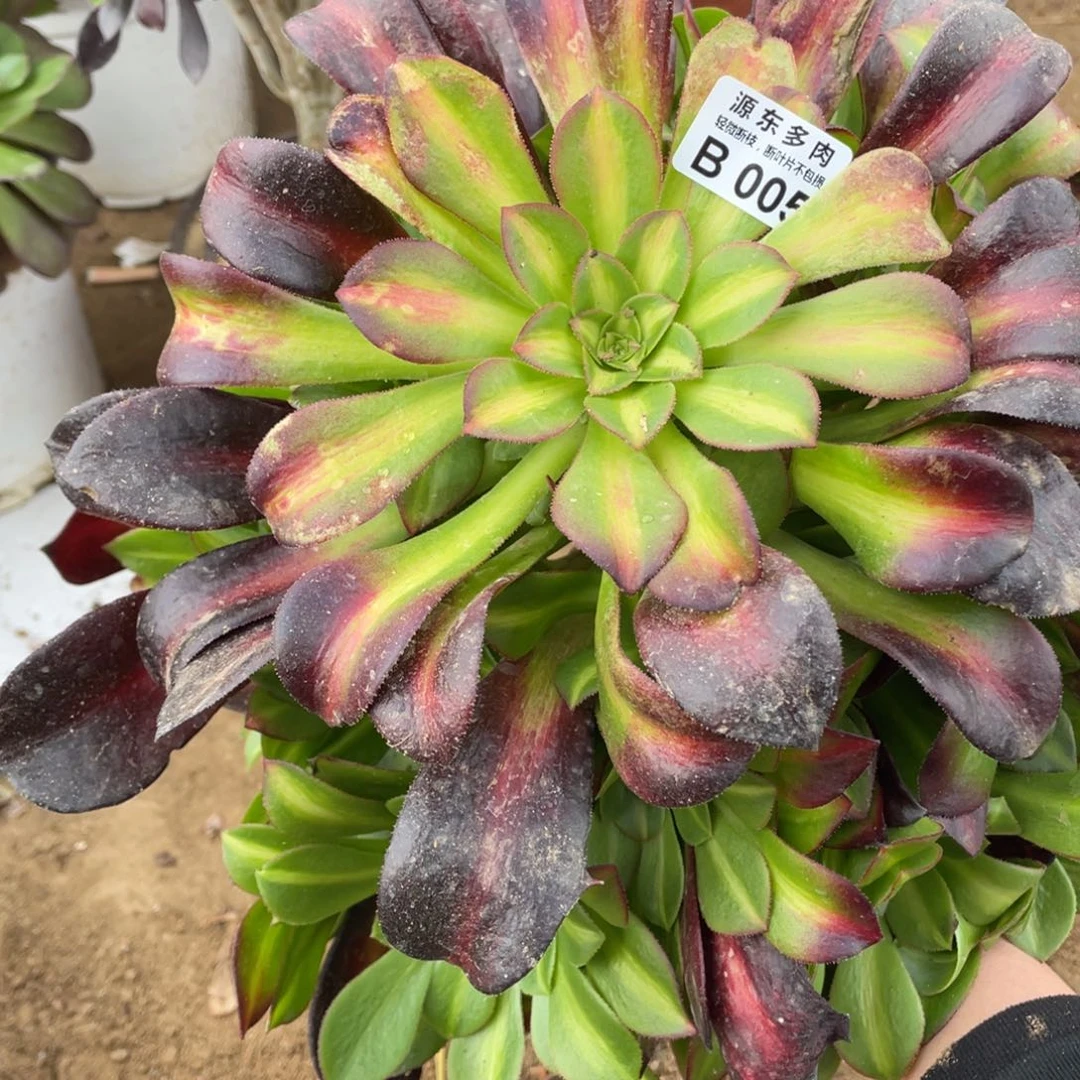 005花娜优选多肉法师断枝不包量