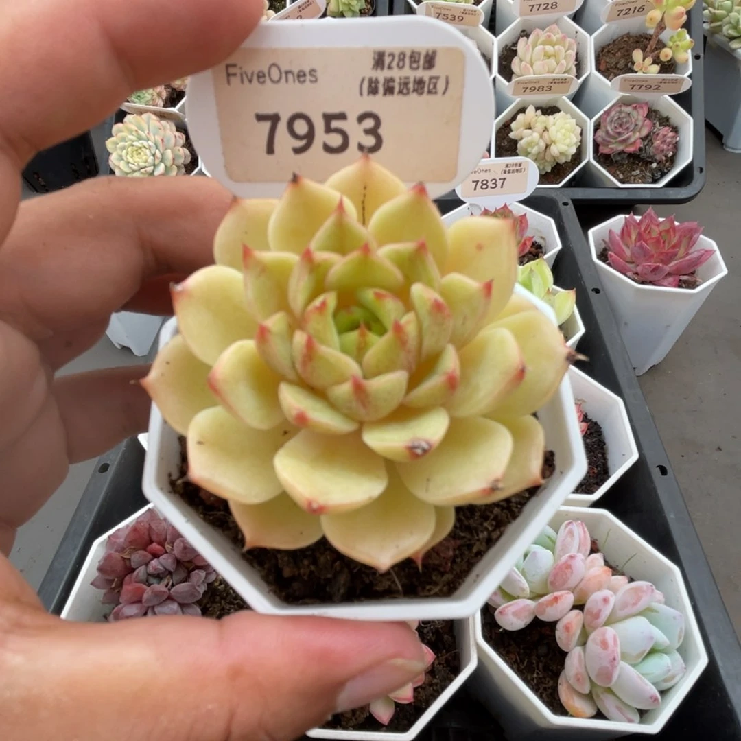 7953苯巴蒂斯5.0厘米