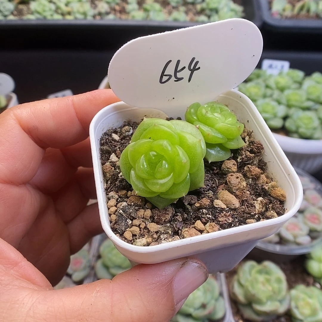 一物一拍一物一拍913-654