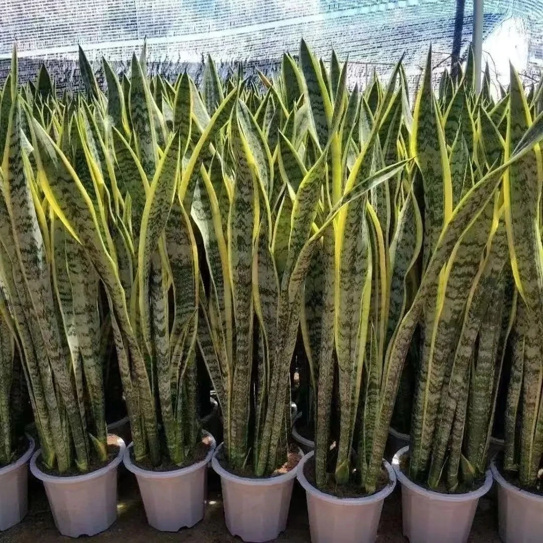 金边虎皮兰室内绿植净化空气吸甲醛好养活适合客厅卧室