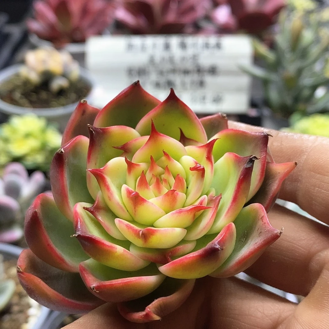 2544桃花锦头盖多肉