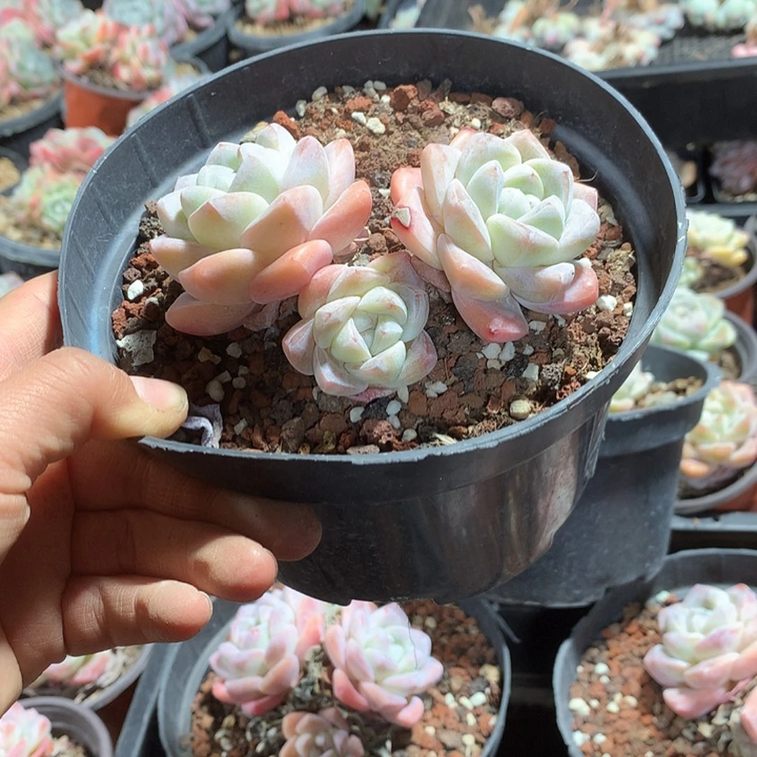 等等等多肉植物哈哈