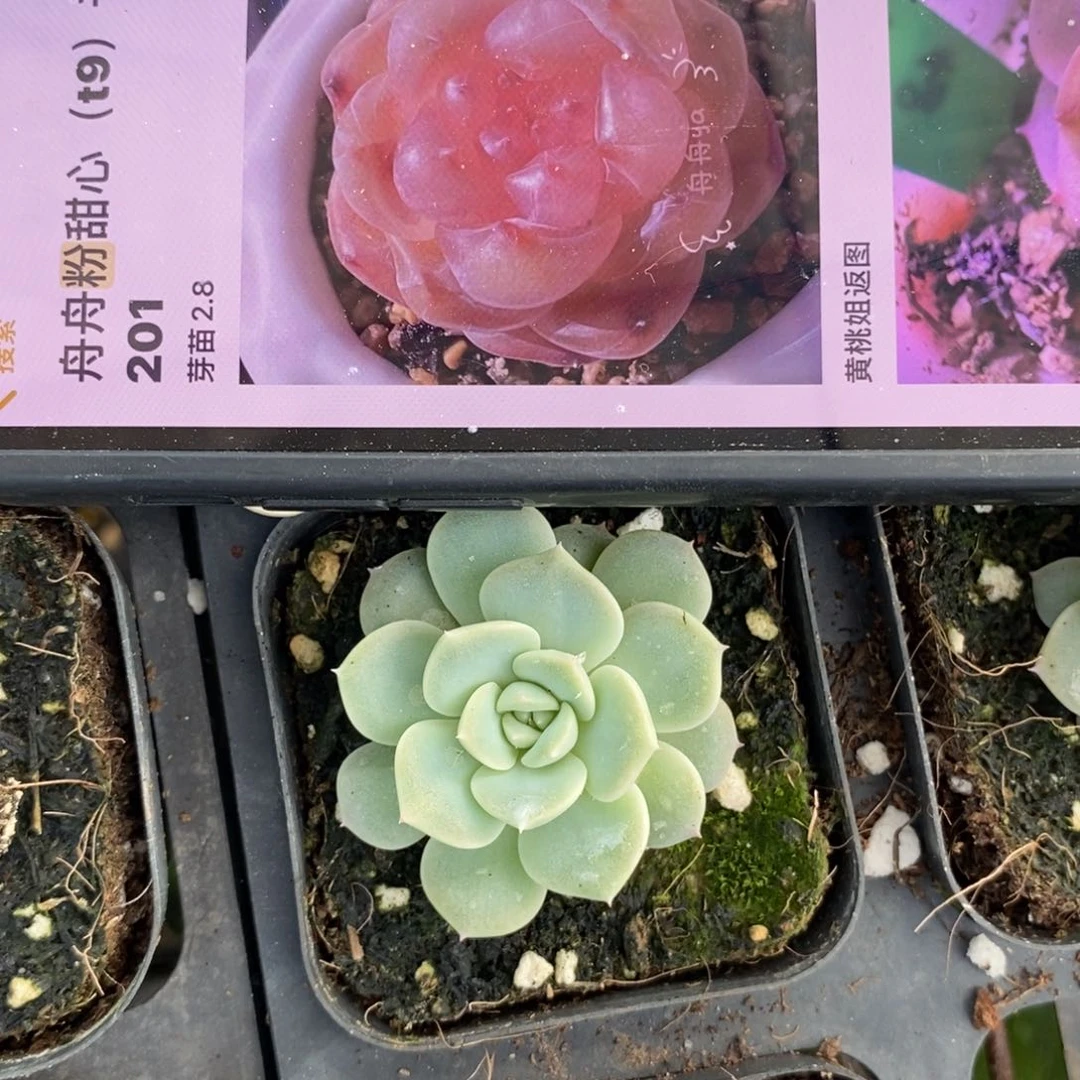 上盆粉甜心苗一个