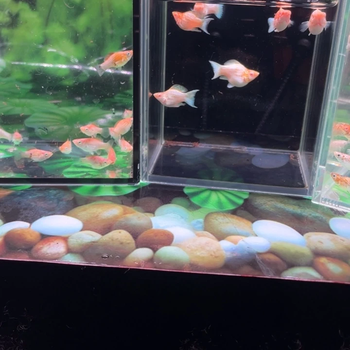 海水鱼精品玛丽球鱼苗40条