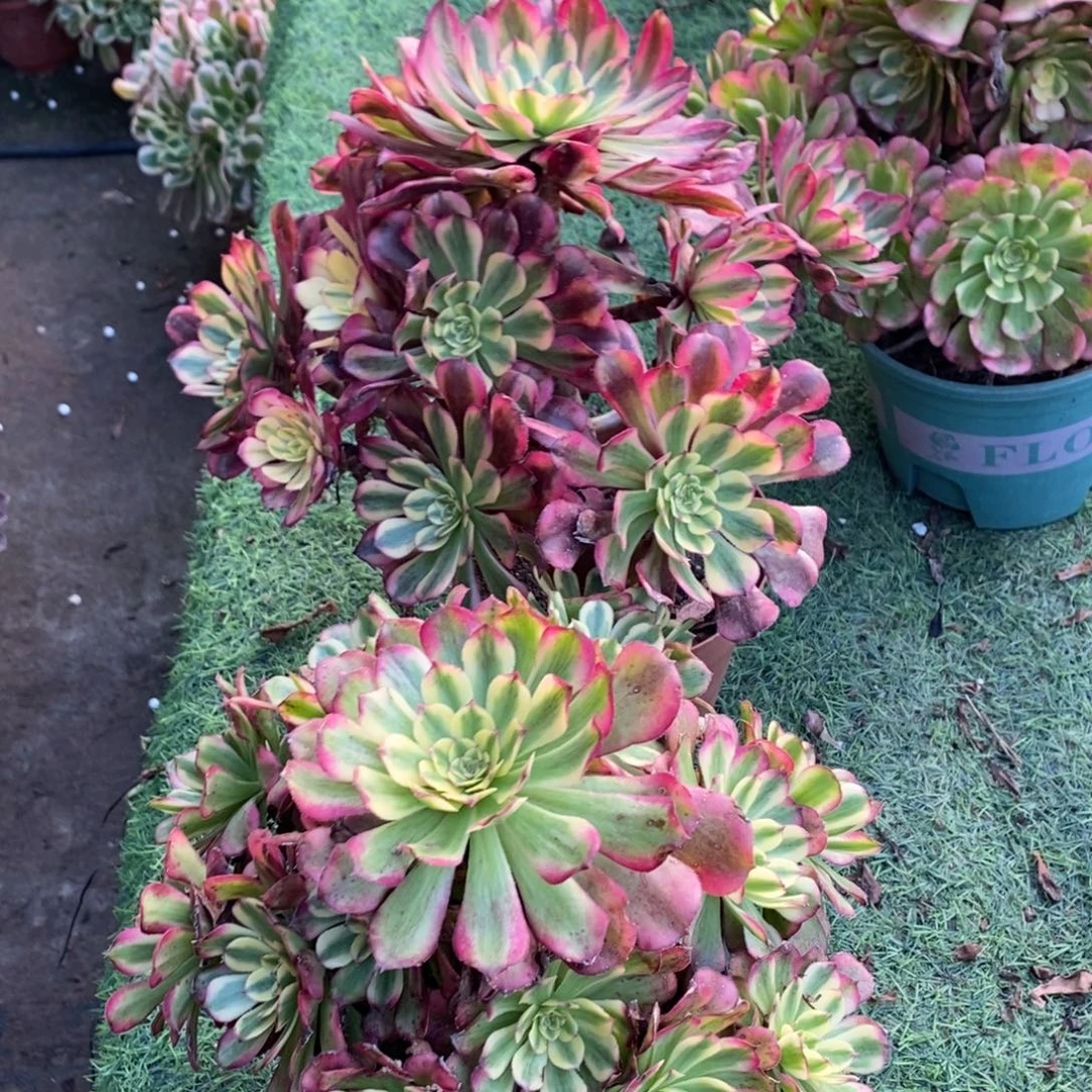 舞天姬➕月蝉1颗多肉