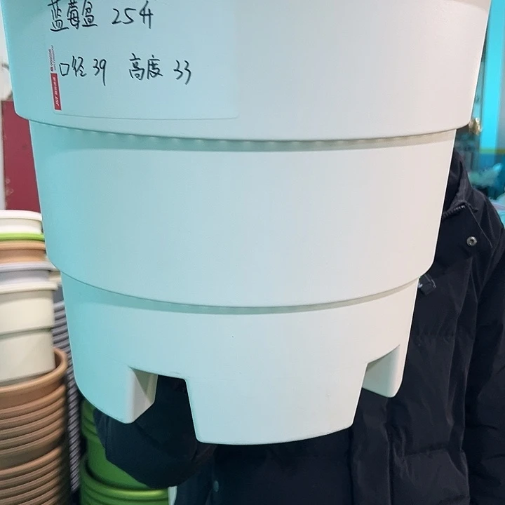 正品蓝莓盆口39高33白色无托3个