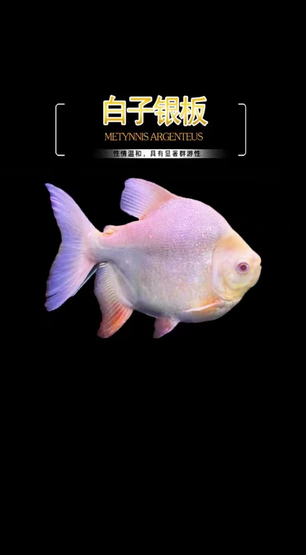 活体宠物大型热带鱼，白子银板白昌