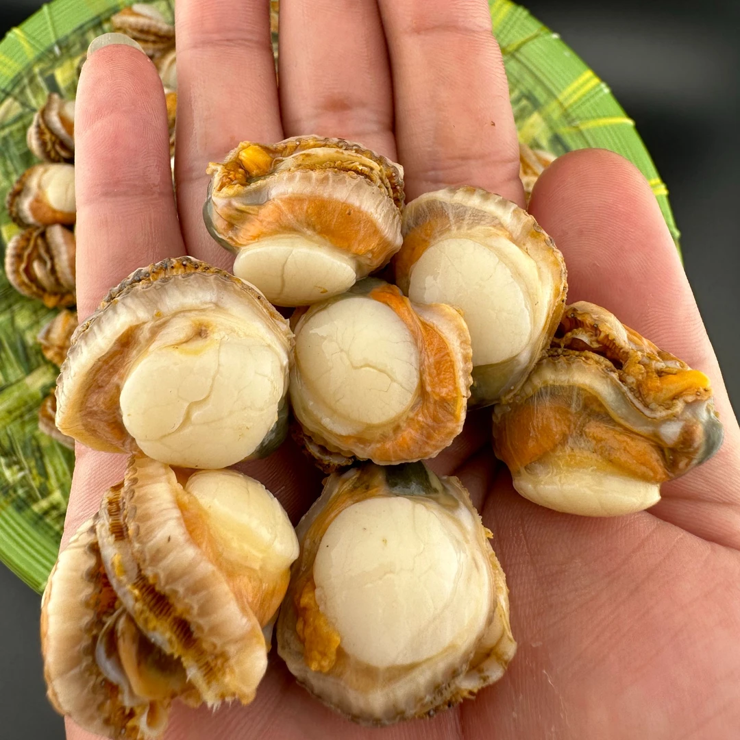 湛江特产 白螺 白扇贝肉