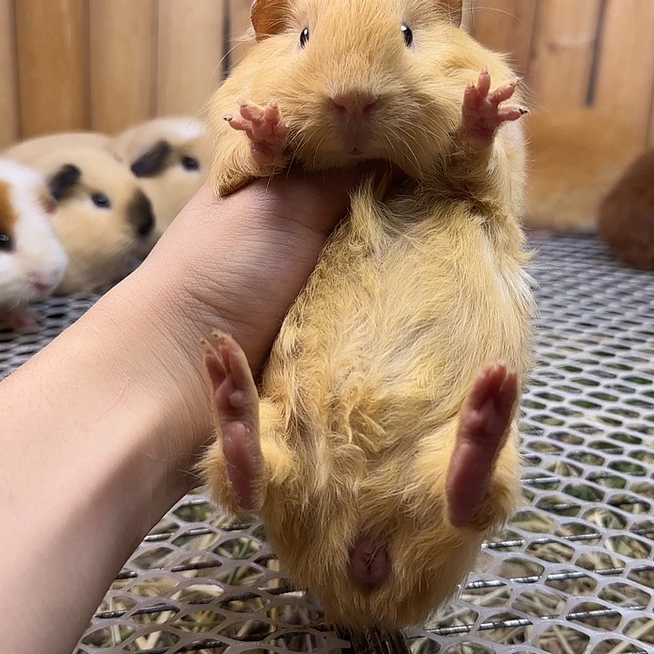 豚鼠奶黄长顺毛弟弟