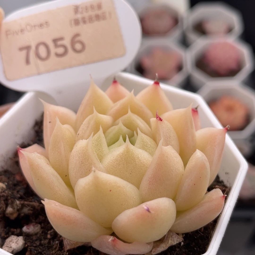 麦秆7056-5.0厘米