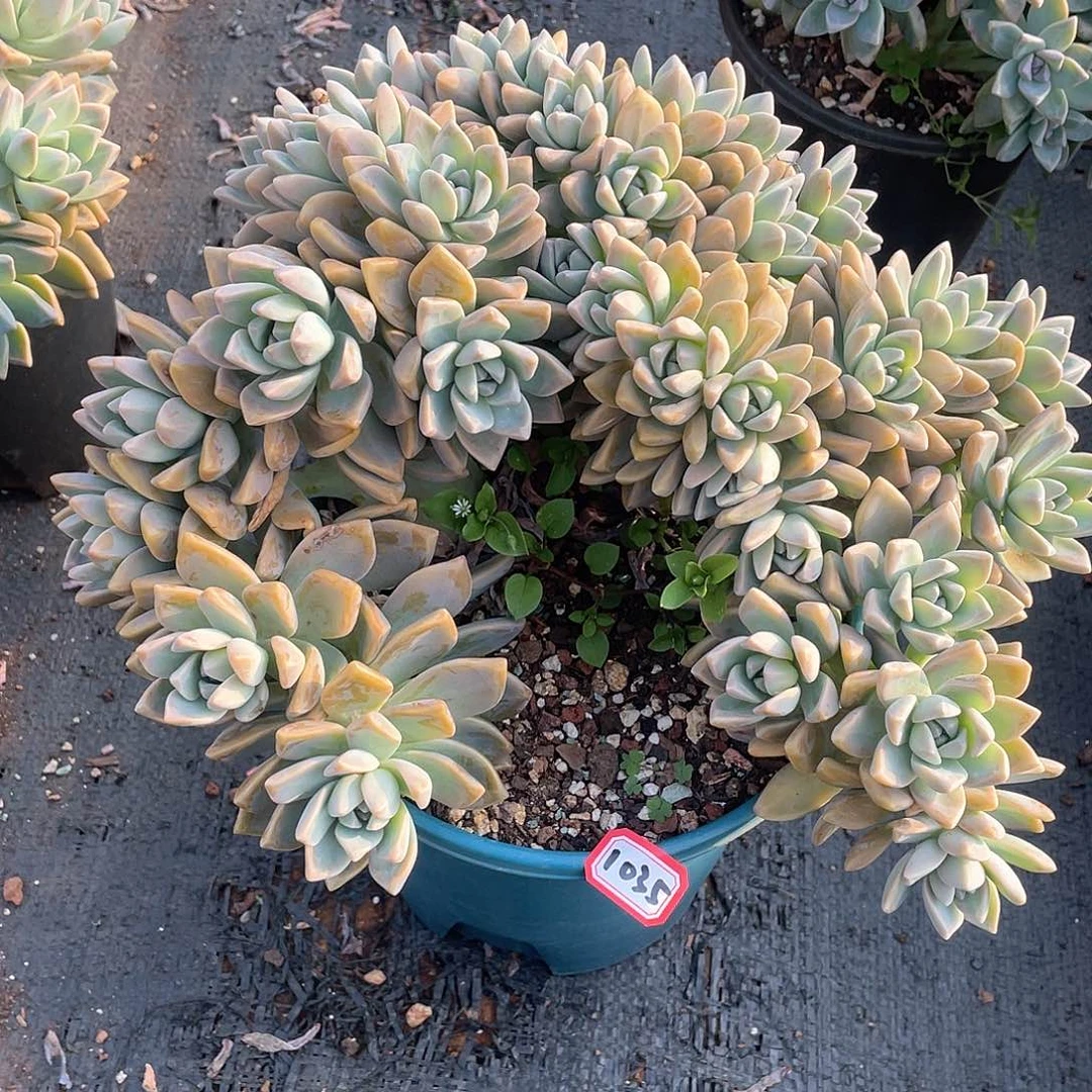 1035 淡雪缀 一物一拍多肉