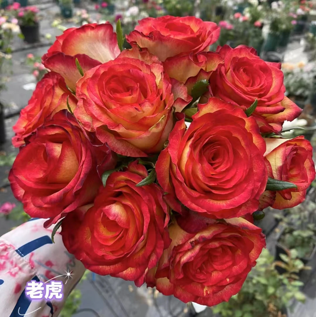 老虎新品切花玫瑰