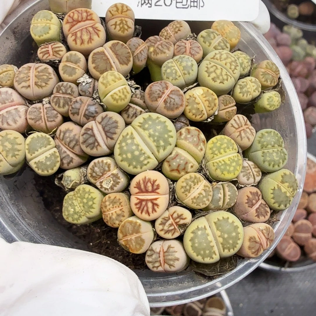 好看我真的喜欢啊哈哈太734你