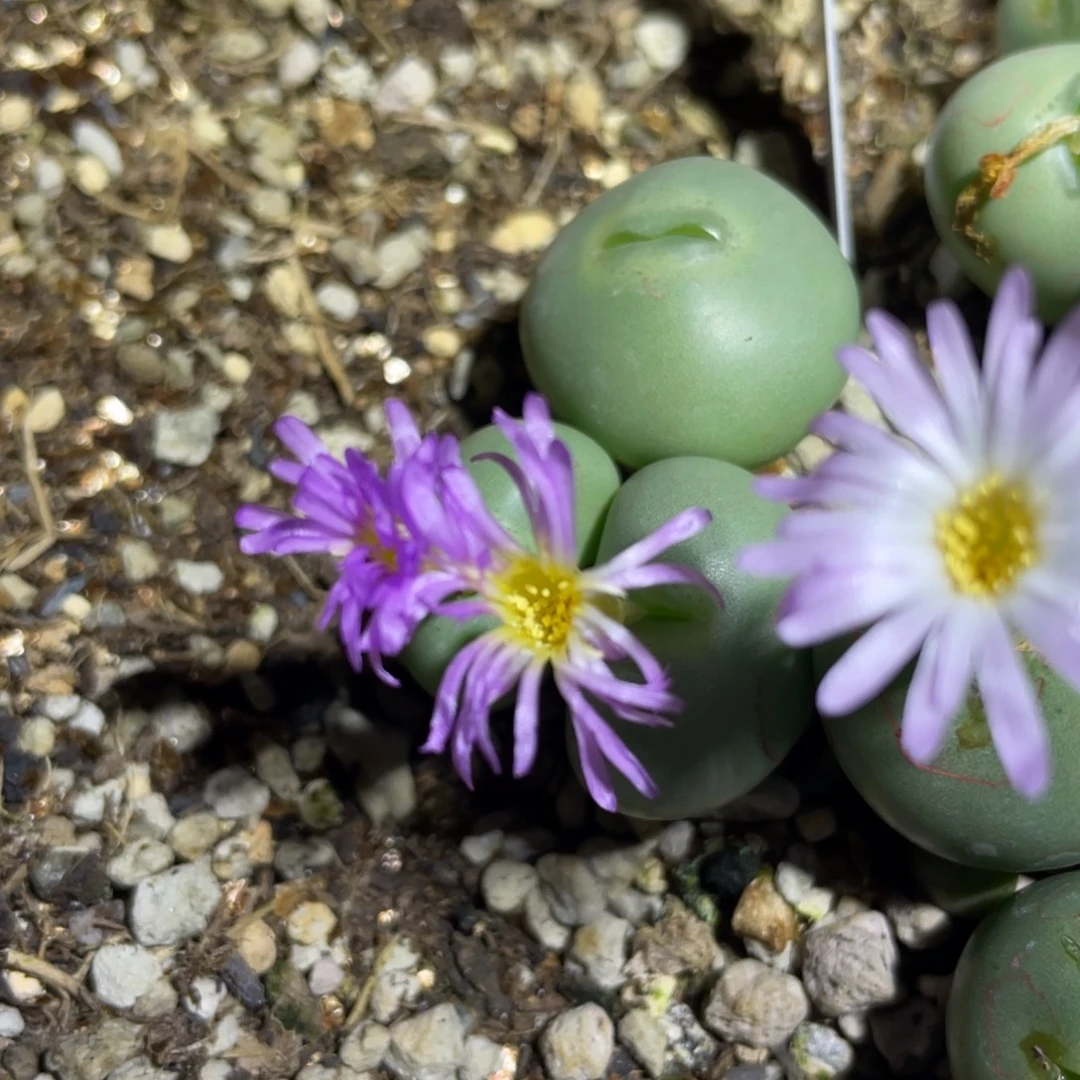 A***郭玻尿酸嘴小拳拳植物一物一拍