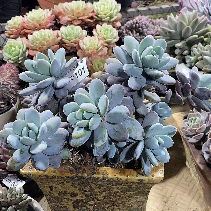 雪美人101 小七夕多肉