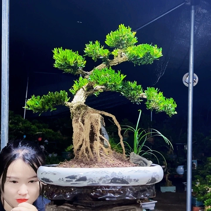 无花朵黄杨木