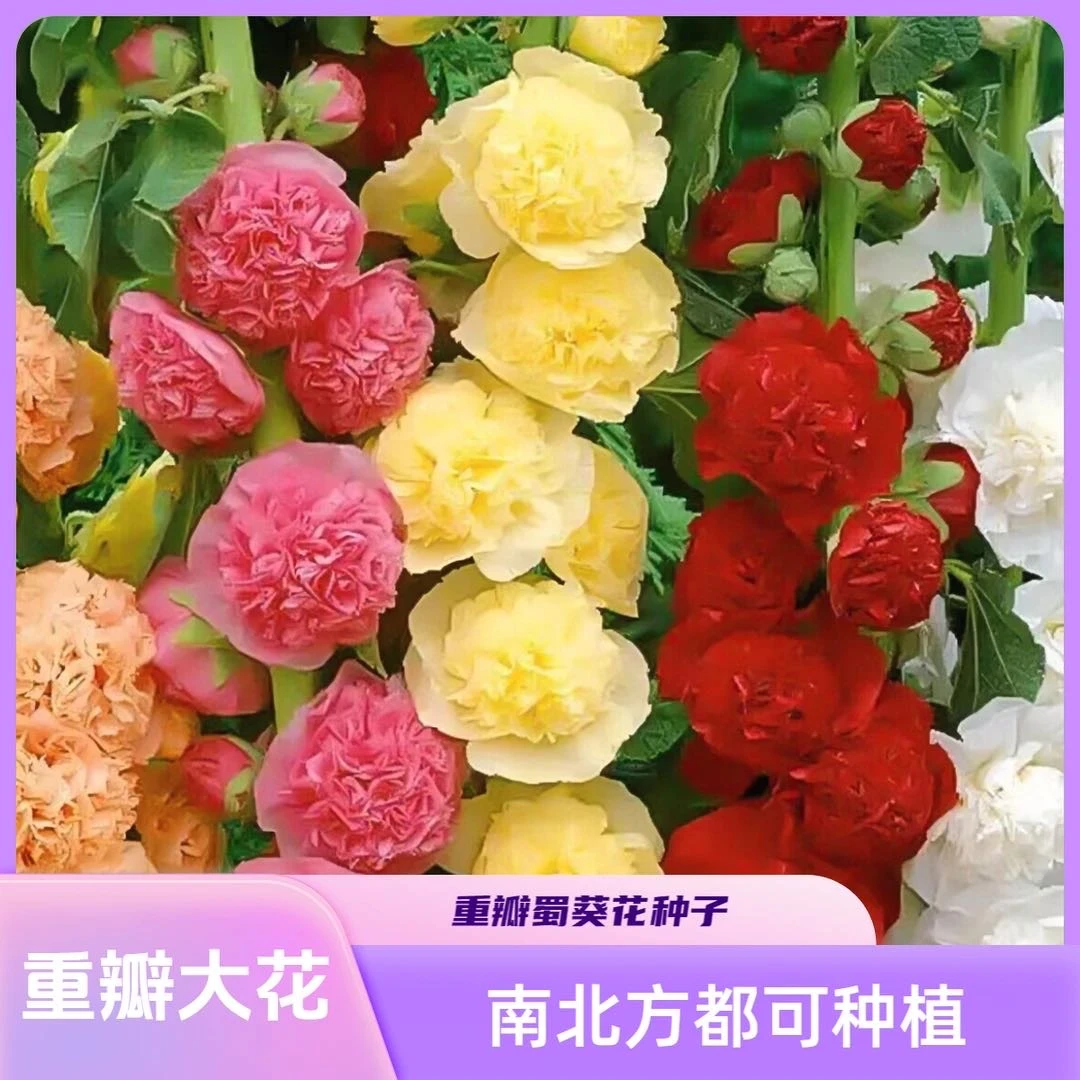 重瓣蜀葵花种子混色一丈红花卉蜀葵种子多年生四季播种易活花籽