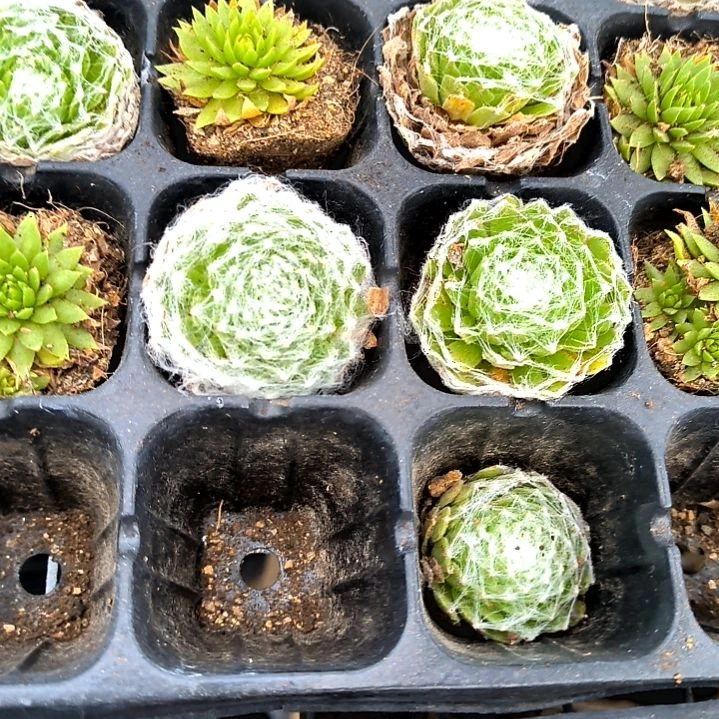 蛛丝俩颗，满5元包邮，