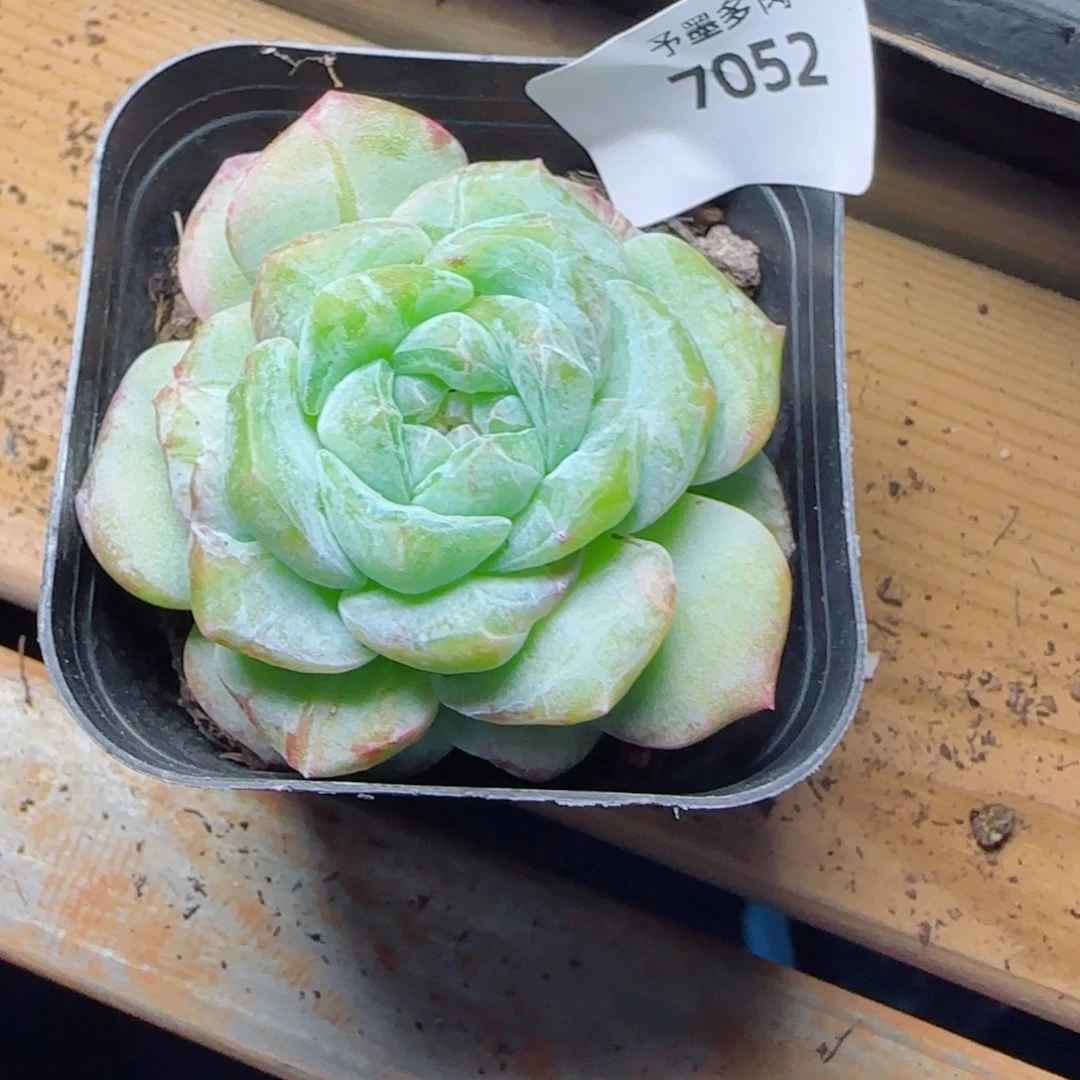 孤品石化，7052多肉植物