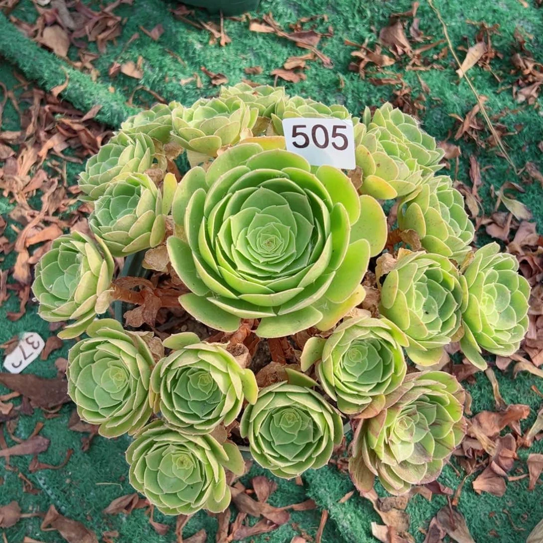 505圣罗兰法师多肉植物
