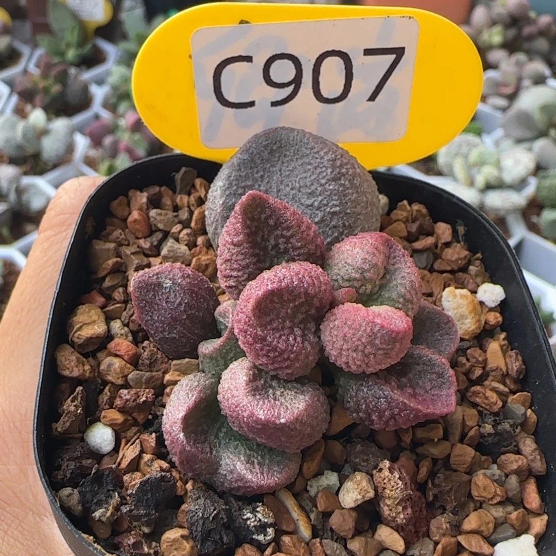 水蜜桃水泡。   907。