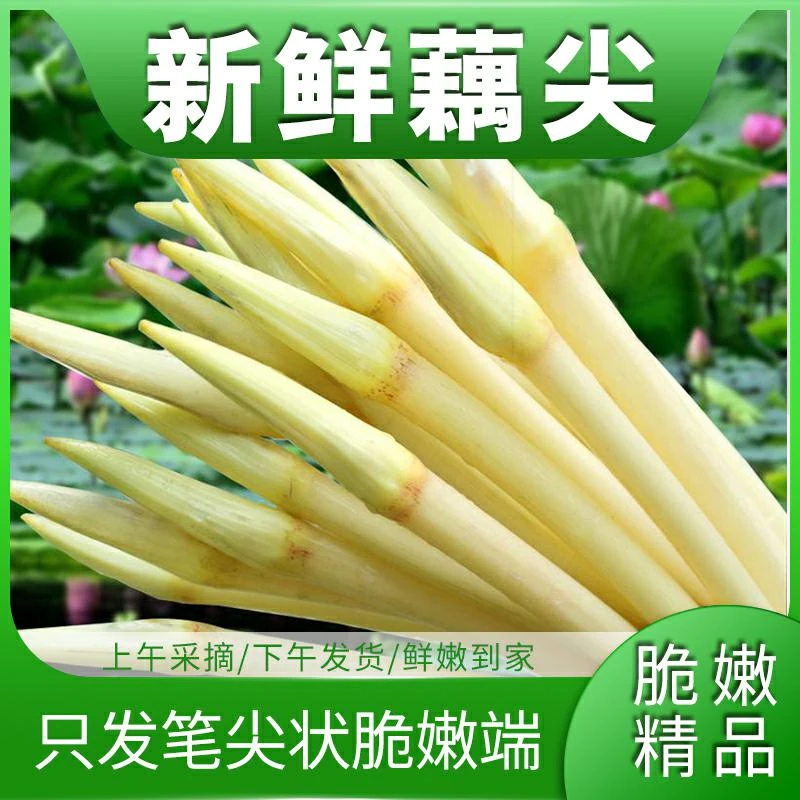 【顺风包邮】湖北特产纯笔尖新鲜藕带嫩藕尖莲藕带农家蔬菜清水炒菜