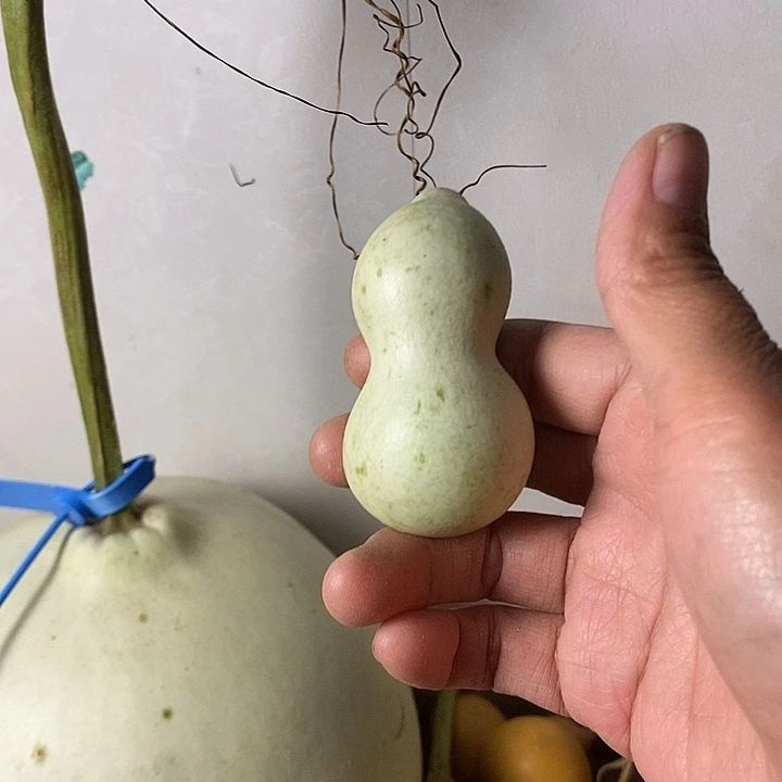 管***手青皮葫芦手把件葫芦