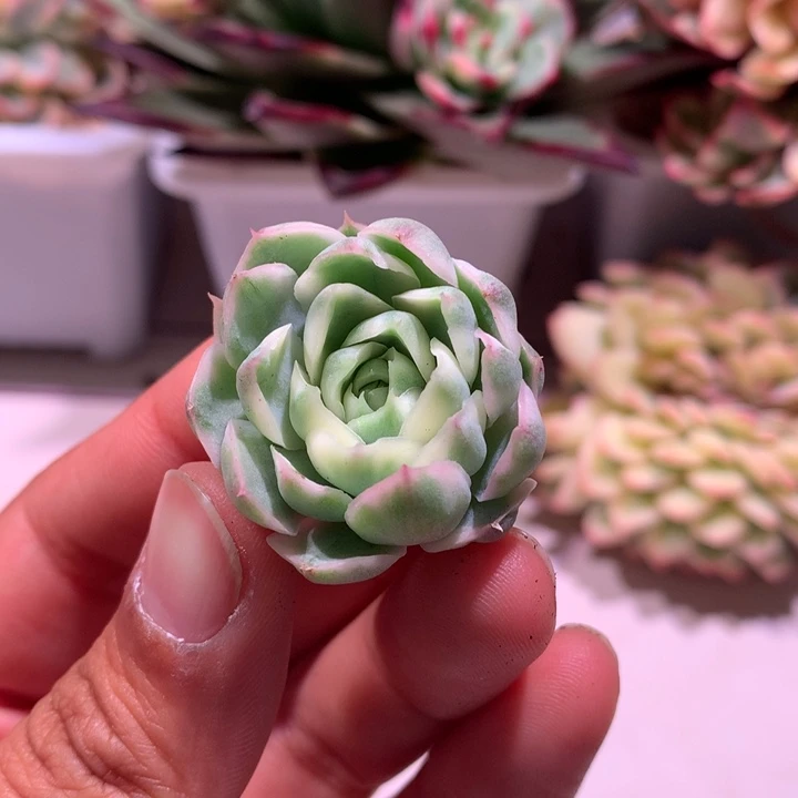 圆梦锦腹轮锦锦锦