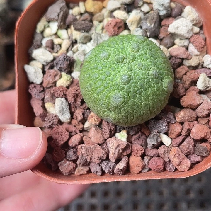 919仙人球开花植物