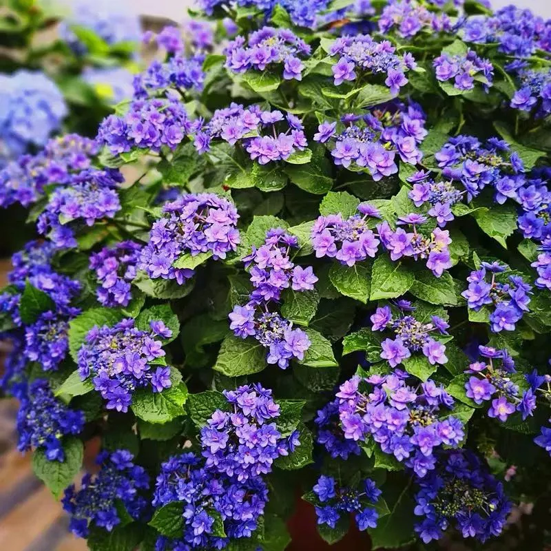 【卑弥呼】5加仑盆绣球花老桩