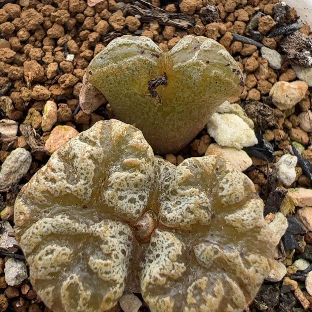 鹿角蝴蝶多肉植物百科