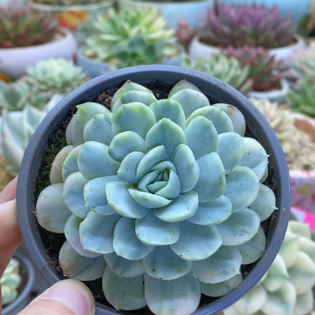 328贝瑞锦锦锦锦锦