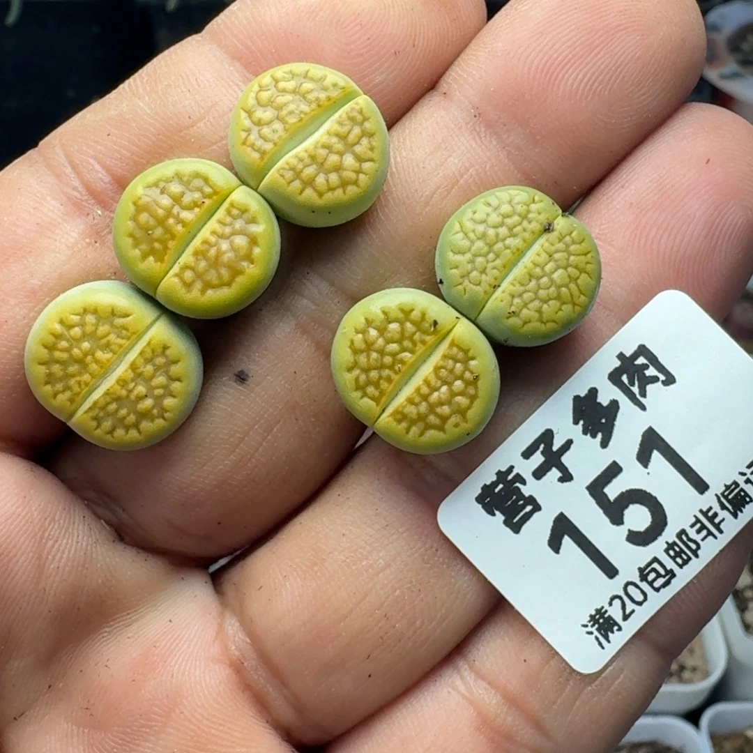 黄巴黎。