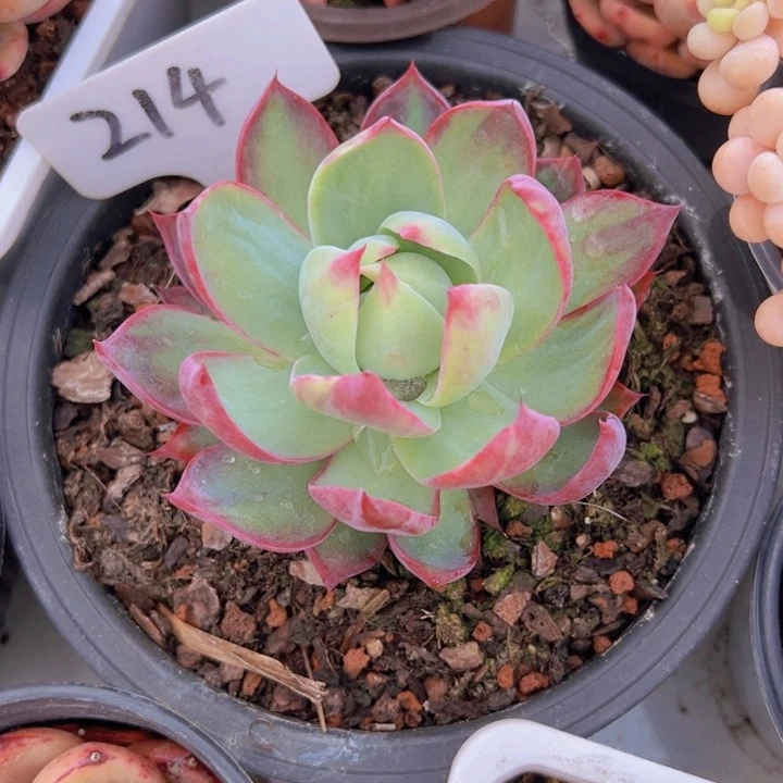 健健康康平平安安多肉