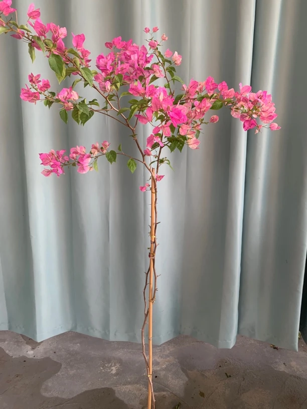 108三角梅四季勤花品种(一物一拍