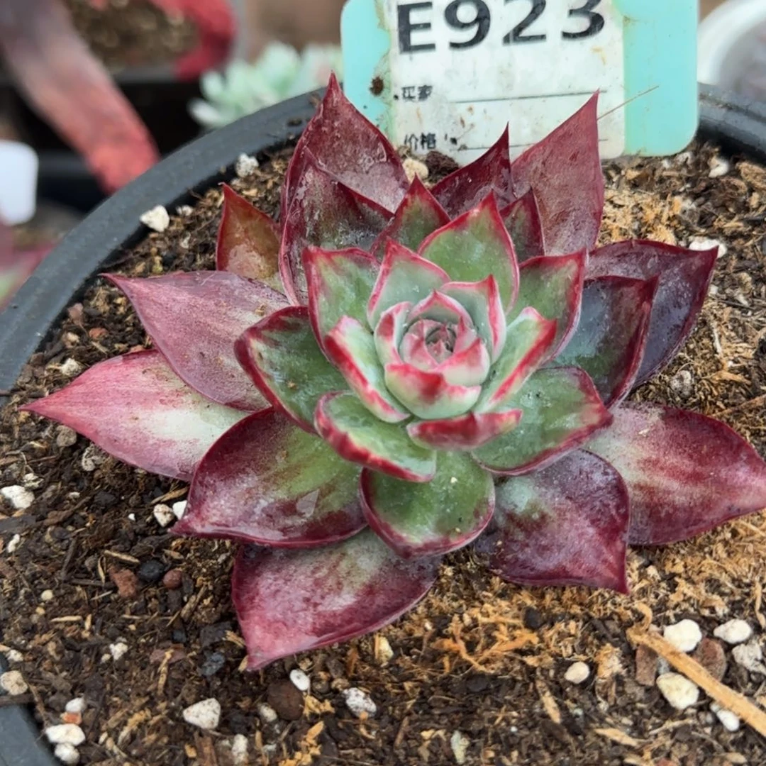 惊鸿一物一拍包装收缩花旱923