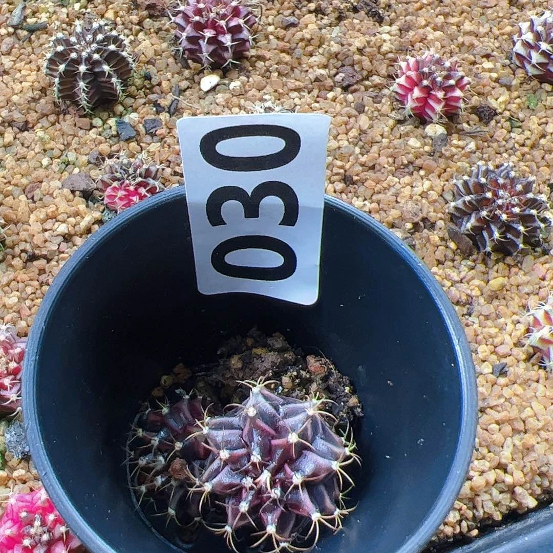 芳***兰当前无花栽培后可以开花030