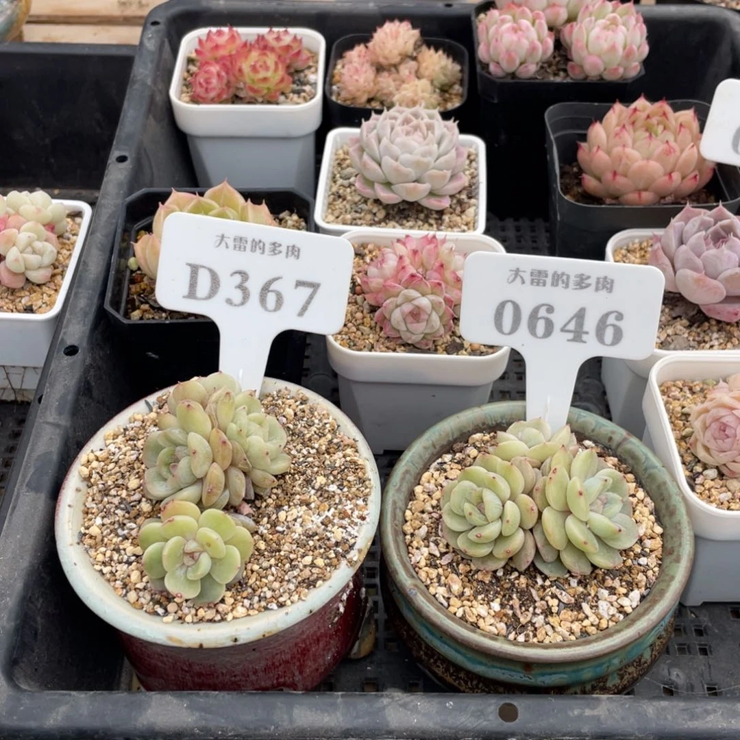 ?****大3670646 白恋两盆 不发货