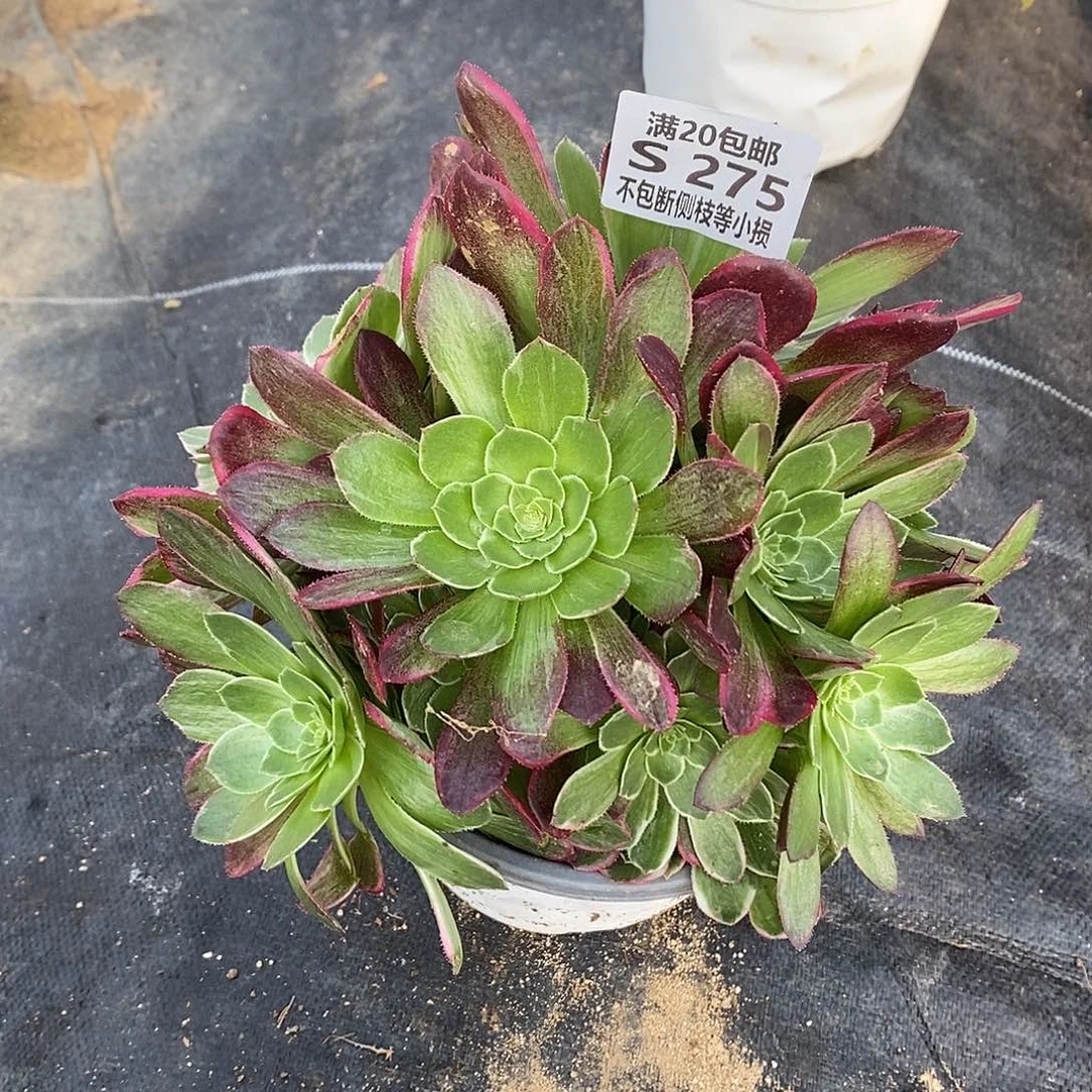 275莲花多肉法师锦有砍