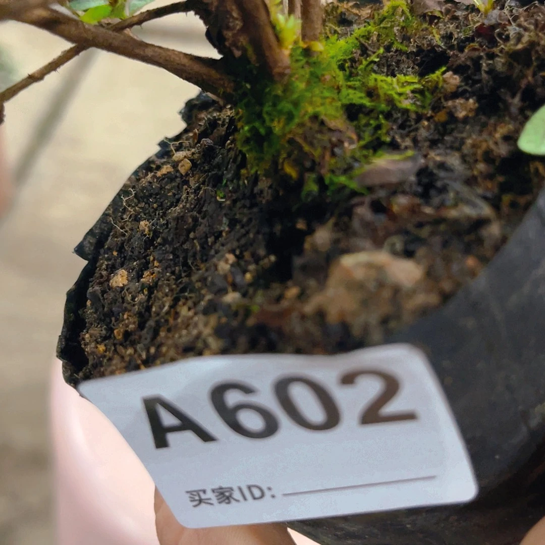 无花朵直播时间一直一个