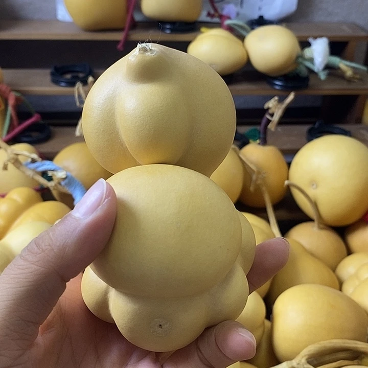 天然葫芦自然生长乌龟